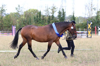 In Hand Showing - Classes 21 - 26