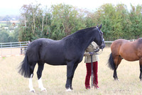 LAR_0010