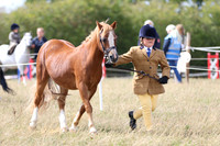In Hand Showing - Classes 27 - 35