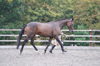 Classes 1, 2, 3, 4 and 7 - In-hand