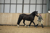 6 - Miniatures & Shetlands - In-hand