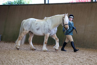13a In Hand Coloured Horse