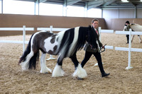 14 In Hand Cob
