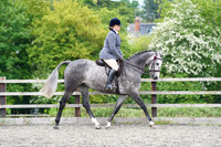 RING 2 (Classes 15 - 32)