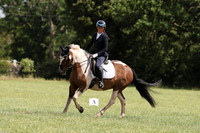 ARENA 1 - All dressage tests between 12:30 - 13:30