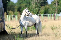LAR_7095