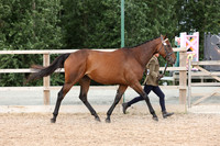 6 - Sport Horse