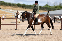 20 - Sport Horse