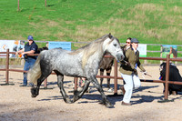 LAR_1553