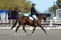 ARENA 1 - All Dressage Tests between 11:00 - 12:00