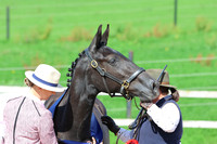LAR_0919