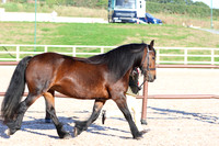 LAR_1556