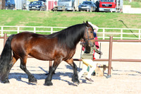LAR_1555