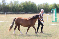 In Hand Showing