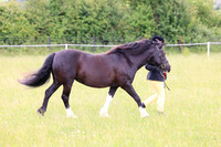 Class 2 - Best Mare/Gelding