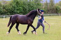 Class 3 - Youngstock