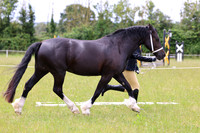 Classes 6 (A,B,C) - Young Handler